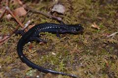 Plethodon metcalfi