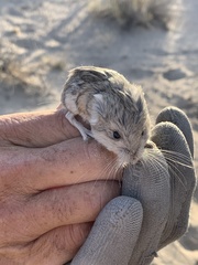 Microdipodops megacephalus