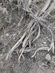 Scutellaria sapphirina