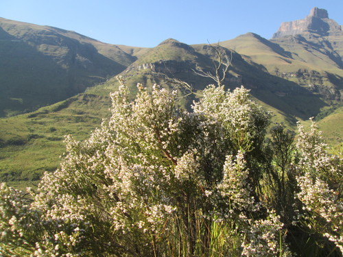 Image of Erica drakensbergensis by (c) Nolan Exe, some rights reserved (CC BY)