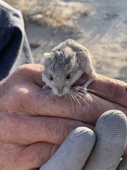 Microdipodops megacephalus
