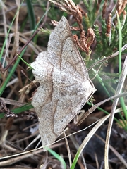 Euchlaena marginaria