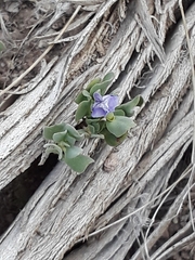 Scutellaria sapphirina
