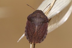 Eurygaster amerinda