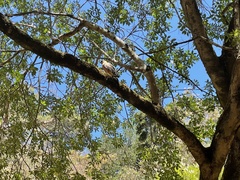 Buteo lineatus