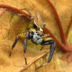 Asaphobelis physonychus