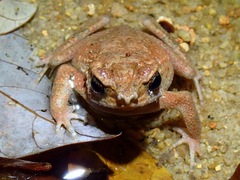 Ingerophrynus parvus