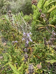 Salvia brandegeei