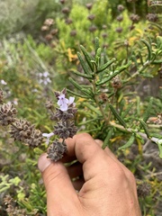 Salvia brandegeei