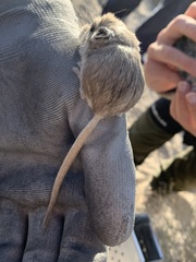 Microdipodops megacephalus