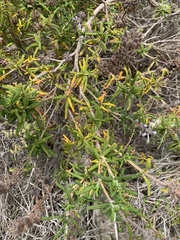 Salvia brandegeei
