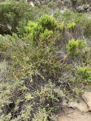 Salvia brandegeei