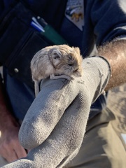 Microdipodops megacephalus