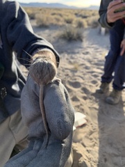 Microdipodops megacephalus