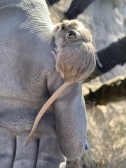 Microdipodops megacephalus