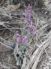 Penstemon confusus