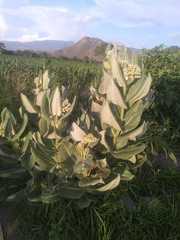 Asclepias notha