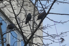 Sturnus vulgaris