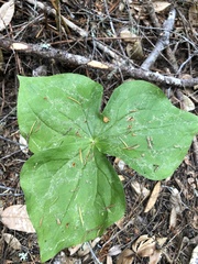 Trillium ovatum