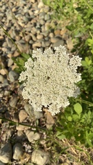 Daucus carota