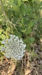Daucus carota