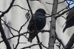 Sturnus vulgaris