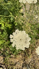Daucus carota
