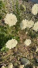 Daucus carota