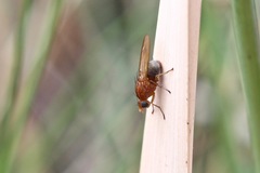 Meiosimyza appula