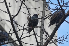 Sturnus vulgaris