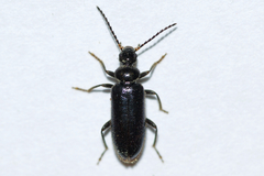 Pedilus lugubris