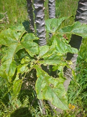 Vasconcellea pubescens