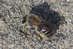 Andrena barbilabris