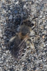 Andrena barbilabris