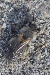 Andrena barbilabris
