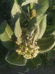 Asclepias notha