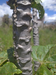 Vasconcellea pubescens