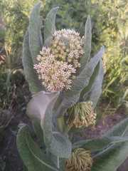 Asclepias notha
