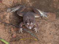 Hoplobatrachus occipitalis