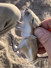 Dipodomys ordii