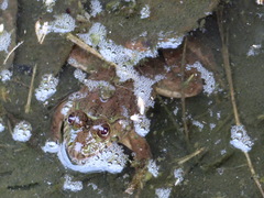 Hoplobatrachus occipitalis