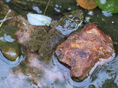 Hoplobatrachus occipitalis