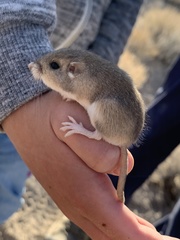 Perognathus longimembris