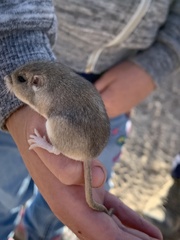 Perognathus longimembris