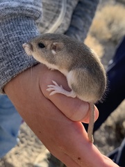 Perognathus longimembris