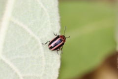 Calligrapha californica