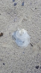 Placopecten magellanicus