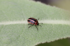 Calligrapha californica