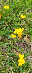 Lotus corniculatus