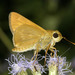 Grass Skippers - Photo (c) Bill Bouton, some rights reserved (CC BY-SA)